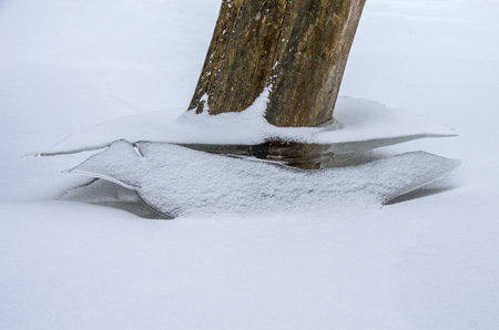 Close-up of trees in winter among the snow with ice surrounding the trunk.の写真素材