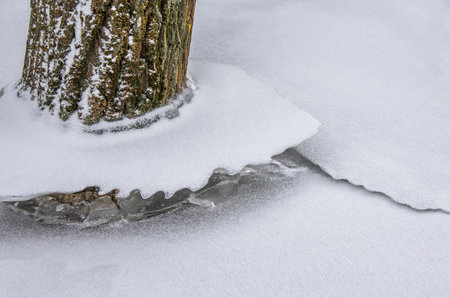 Close-up of trees in winter among the snow with ice surrounding the trunk.の写真素材