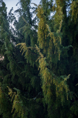Juniper bush with berries and needles on branches.の写真素材