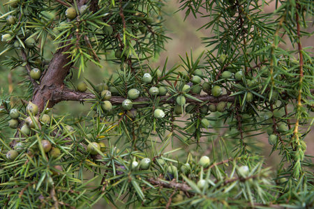 Juniper berries on a branch close-up.の写真素材