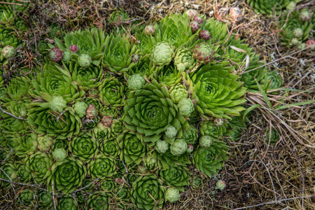 A cluster of sempervivum cones in the wild.の写真素材