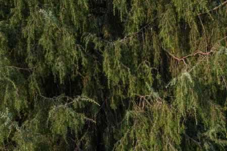 Juniper bush with berries and needles on branches.の写真素材