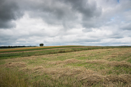 Lonely tree in the background of an agricultural field with straw after mowing with a cloudy sky.の写真素材