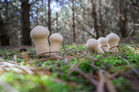 Puffball mushrooms in the forest. Selective focus. Blurred background.の写真素材