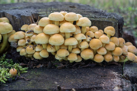 A family of inedible mushrooms on a stump.の写真素材