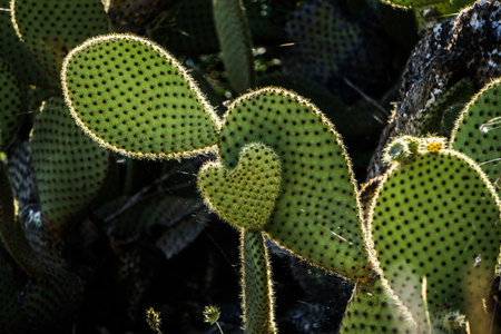 Thickets of prickly pear cactus in their natural habitat.の写真素材