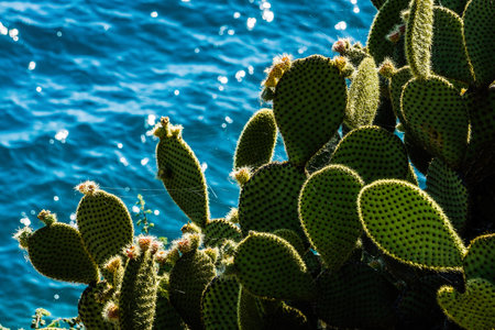 Thickets of prickly pear cactus in their natural habitat.の写真素材