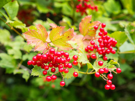 A branch with fresh red viburnum berries.