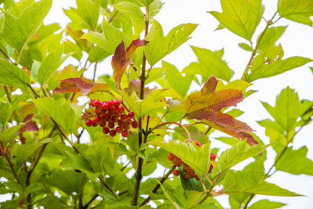 A branch with fresh red viburnum berries.