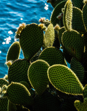Thickets of prickly pear cactus in their natural habitat.の写真素材