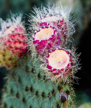 Prickly pear fruits. Selective focus.の写真素材