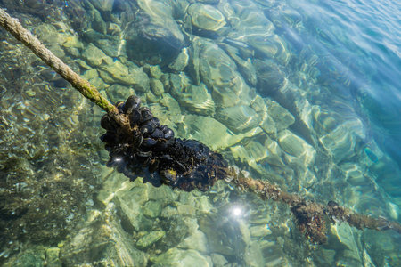 A cluster of mussels on a rope in water.の写真素材