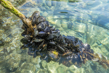 A cluster of mussels on a rope in water.の写真素材