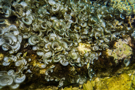 Algae and corals in clear water in the shallows of a warm sea.の写真素材