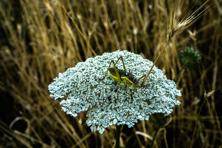 A large grasshopper on a wild carrot inflorescence.