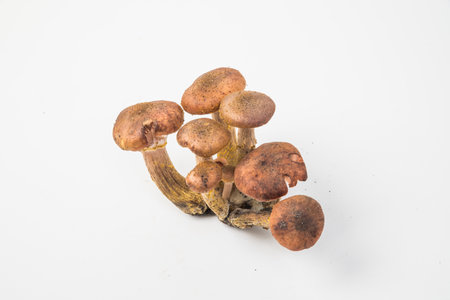 A group of honey mushrooms on a light background.の写真素材