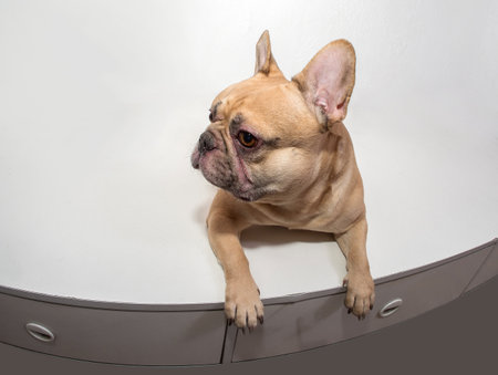 Red-colored French Bulldog on a white backgroundの写真素材