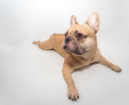 French Bulldog on a white backgroundの写真素材