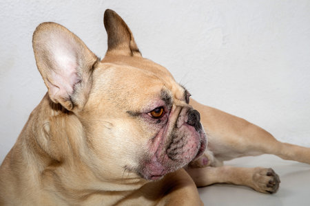 Red-colored French Bulldog on a white backgroundの写真素材