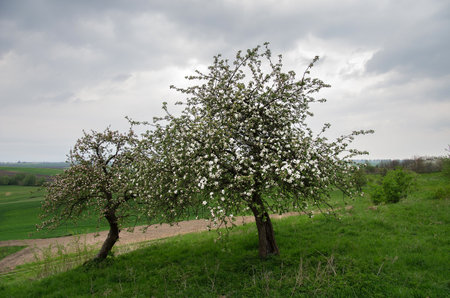 Blooming apple trees in an old garden.の写真素材