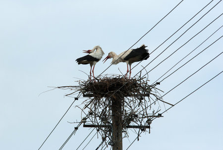 Storks in a nest on an electrical pole.の写真素材