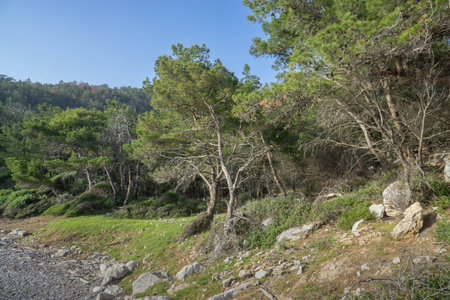 Rocky Forest Edge with Pine Trees and Green Meadowの写真素材