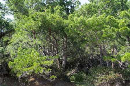 A pine forest with branches covered with bright green needles.の写真素材