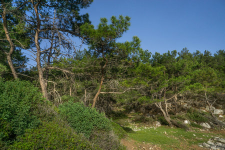 A vibrant, lush green forest features a beautiful blue sky in the backgroundの写真素材
