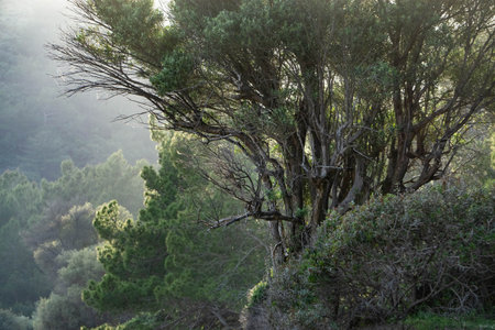 The sun beautifully shines through the branches of a tall treeの写真素材