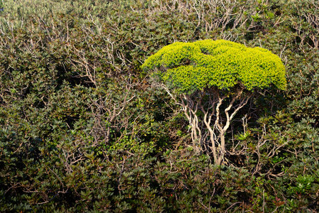 A bush blooming yellow against the background of branches.の写真素材