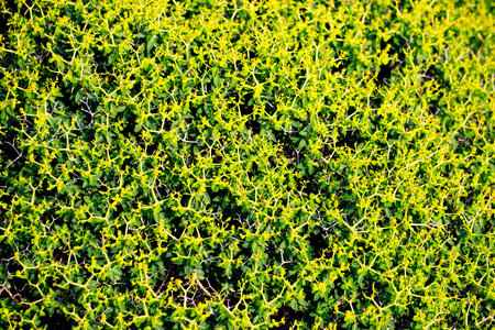 Close-Up of Yellow Wildflowers in Mediterranean Shrubland