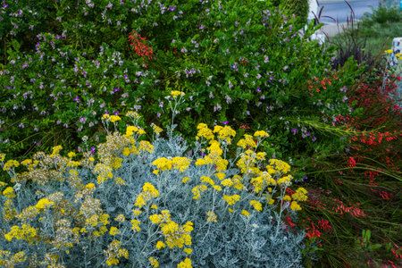 Flower arrangement with yellow and red flowers in the garden.の写真素材