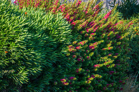 Lush Green Shrubs with Pink Bougainvillea Flowersの写真素材