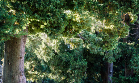 Cypress forest illuminated by sun rays. Selective focus.の写真素材