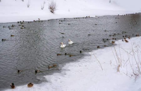 Swans and Ducks Swimming in a Frozen Winter Riverの写真素材