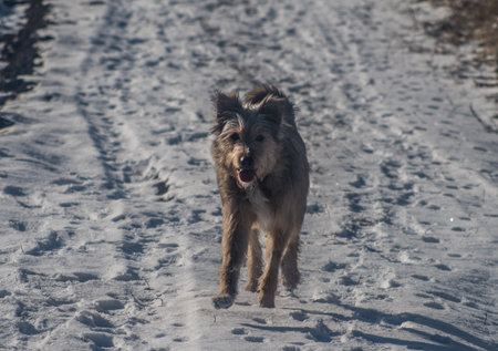 Scruffy Dog Running on Snowy Winter Pathの写真素材