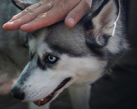Human Hand Petting Siberian Husky with Blue Eyes Outdoors