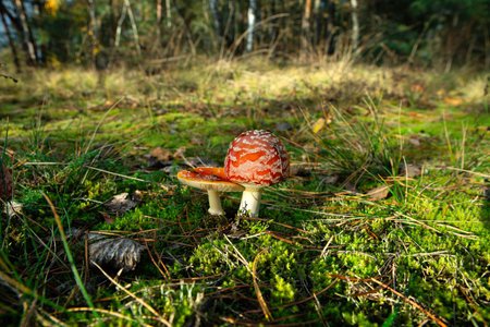 Red Fly Agaric Mushroom Growing in Green Forest Moss