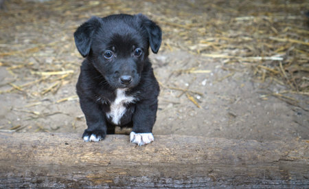 Cute Black Puppy with White Paws Looking Upの写真素材