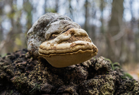 Ancient Bracket Fungus on Tree Trunkの写真素材