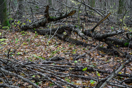Fallen Tree Trunks Covered with Moss in Forestの写真素材