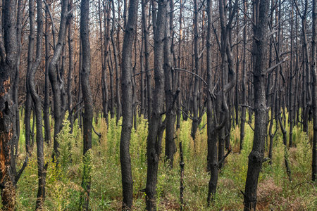 Burnt Pine Forest with New Green Vegetation After Wildfire