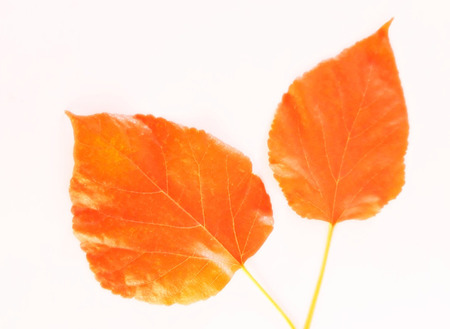 2 orange leaves look and feel fresh.