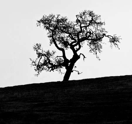 Silhouette of gnarly bare Oak tree on an upward hillの写真素材