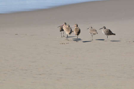 Sand Piper Birdの写真素材