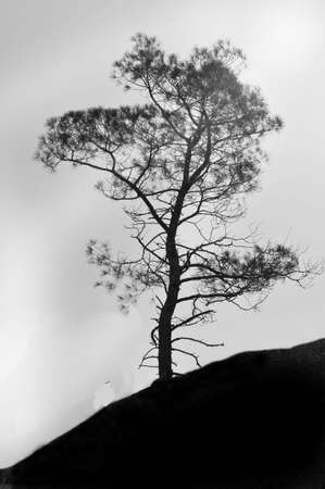single tree on hillsideの写真素材
