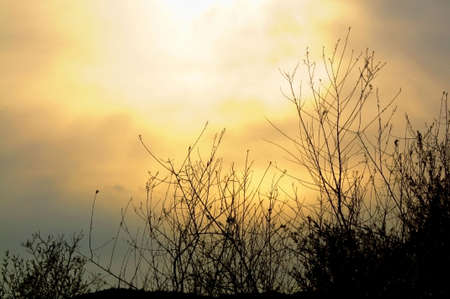 sunburst in clouds and bushesの写真素材