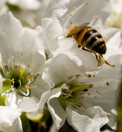bee collecting pollen
