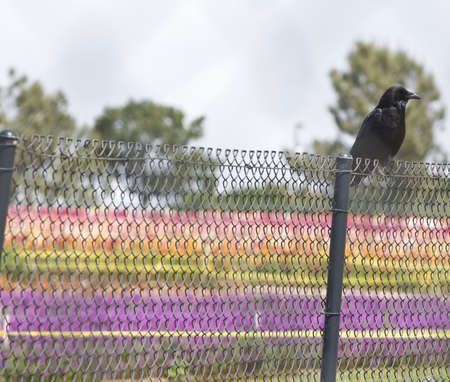 crow on fence in front of flower fieldsの写真素材