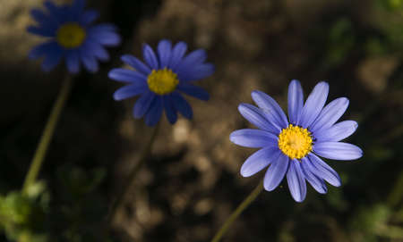 three blue and yellow flowersの写真素材